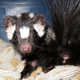 Illustration for article titled Anger a Skunk, And This is What Your Last Unstinky Moment Looks Like